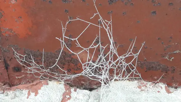 Ayaz örümcekler web. Yakın çekim fotoğraf buz ve Frost'un üzerinde örümcek ağı, bir soğuk sisli kış sabahı.