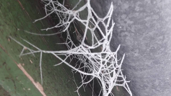 Toile d'araignées givrées. Photo en gros plan de la glace et du gel sur la toile d'araignée, une froide matinée d'hiver brumeuse . — Photo