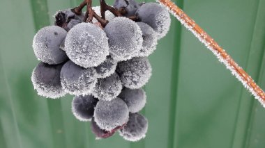 Hoarfrost çilek üzüm üzerinde. Üzüm bir arka plan beyaz kar dalları kışın donmuş. Üzüm çilek dal bir kış bahçesinde buz kaplı. Açık doğa fotoğrafçılığı.