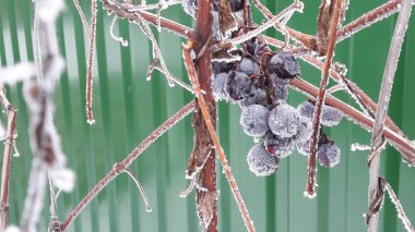 Hoarfrost çilek üzüm üzerinde. Üzüm bir arka plan beyaz kar dalları kışın donmuş. Üzüm çilek dal bir kış bahçesinde buz kaplı. Açık doğa fotoğrafçılığı.