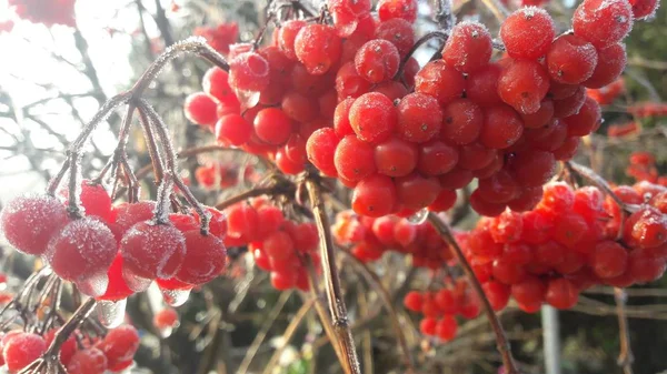 雨のしずくとクリスタル ホワイト雪で覆われた庭でガマズミの熟した真っ赤な果実 — ストック写真
