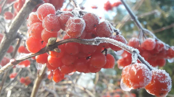 雨のしずくとクリスタル ホワイト雪で覆われた庭でガマズミの熟した真っ赤な果実 — ストック写真