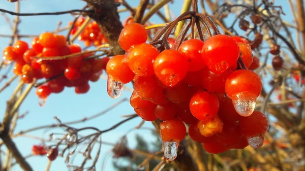Yağmur damlaları ve kristal beyaz kar kaplı bahçesinde kartopu olgun parlak kırmızı meyveler