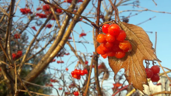 Moget ljusa röda bär av viburnum i trädgården omfattas i regndroppar och kristall vita snö — Stockfoto