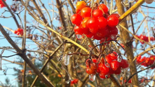 Ripe bright red berries of viburnum in the garden covered in rain drops and crystal white snow — Stock Photo, Image