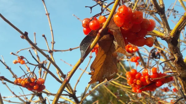 Moget ljusa röda bär av viburnum i trädgården omfattas i regndroppar och kristall vita snö — Stockfoto