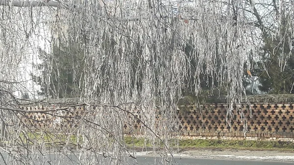 Bir buz fırtınası donmuş ağaç dalları. Frost ağaç