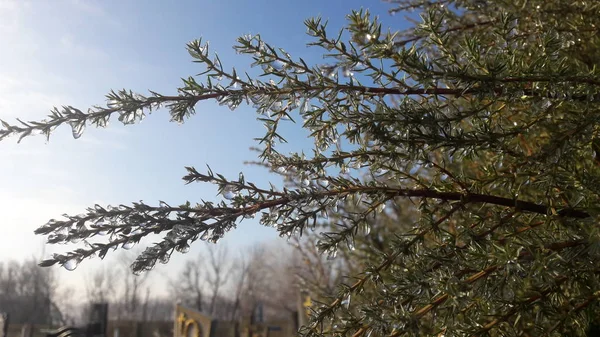 Tree branches frozen in an ice storm. Frost tree — Stock Photo, Image