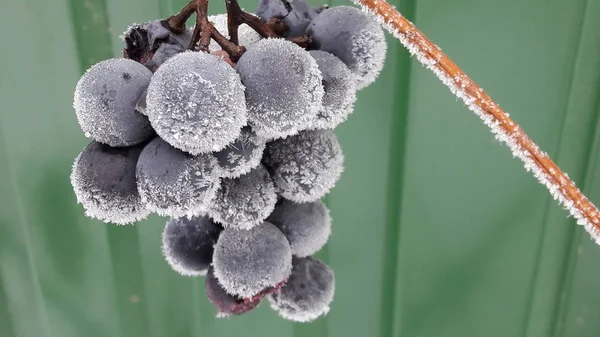 Hoarfrost on berries of grapes. Frozen branches of grapes against a background of white snow in winter. Grapes berries covered with ice on a branch in a winter garden. Outdoor nature photography. Stock Image