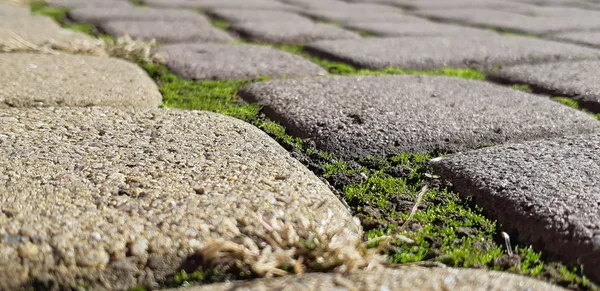 Bestrating platen met een gras. Geplaveide gestreepte traject. Detail van het oude wegdek. Grijze straatstenen closeup. — Stockfoto