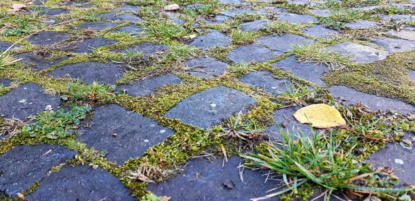 Bestrating platen met een gras. Geplaveide gestreepte traject. Detail van het oude wegdek. Grijze straatstenen closeup. — Stockfoto