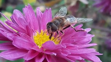 Arı Mor çiçek yakın çekim üzerinde. Pembe çiçek makro arı pollinates
