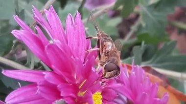 Arı Mor çiçek yakın çekim üzerinde. Pembe çiçek makro arı pollinates
