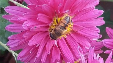 Arı Mor çiçek yakın çekim üzerinde. Pembe çiçek makro arı pollinates