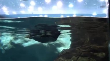 Kameraya bakarak su penguen altındadır