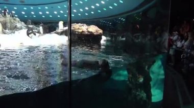 Bir penguen Hayvanat Bahçesi penguen su deposu Yüzme