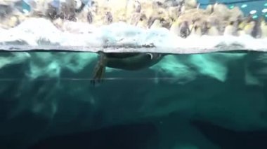Bir penguen Hayvanat Bahçesi penguen su deposu Yüzme