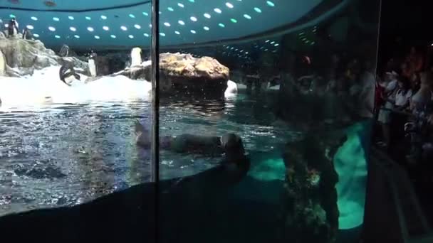 Bir penguen Hayvanat Bahçesi penguen su deposu Yüzme — Stok video