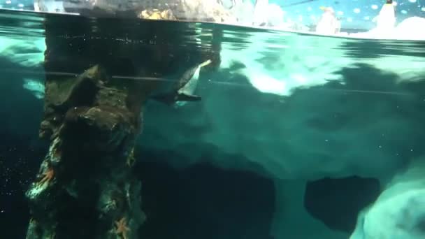 Un pingüino estaba nadando en el tanque de agua del pingüino del Zoo — Vídeos de Stock