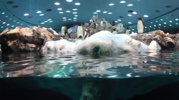 Un pingüino estaba nadando en el tanque de agua del pingüino del Zoo — Vídeos de Stock