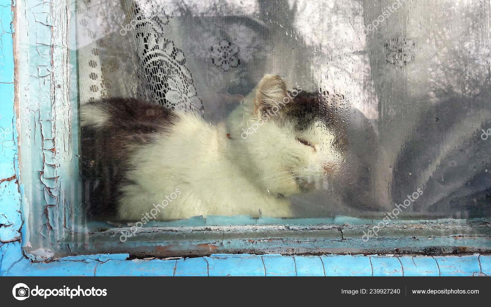 Cat On Windowsill Window Sill Looking Up At Birds Staring Through