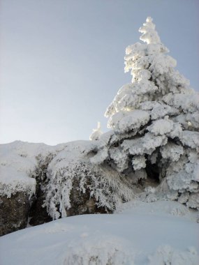 Kış ağaçlar ve çalılar ile derin karda ağır mayınları. Kar buz gibi Rus kış.