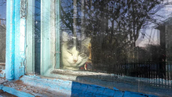 Katt på fönsterbrädan fönsterbrädan tittar upp på fåglar som stirrar genom glas utanför med vinter snö. Katt som tittar ut fönstret bakom vilken snörik vinter. Snön föll utanför fönstret. Kallt väder utanför — Stockfoto