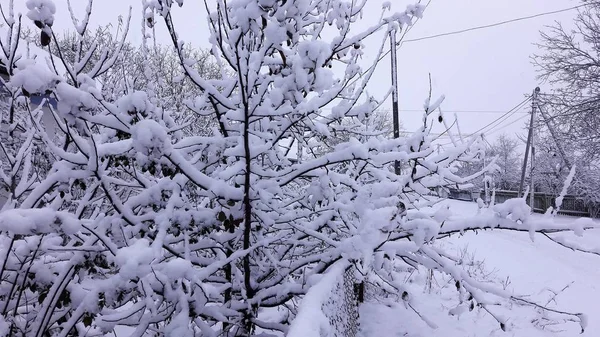 Árvores de inverno e arbustos fortemente espalhados por neve profunda. Inverno russo gelado de neve . — Fotografia de Stock
