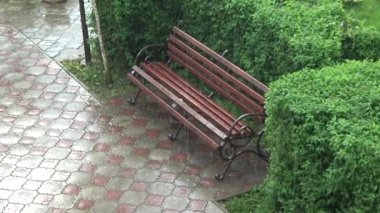 Yeşil yapraklar ıslak nadir yağmur damlaları düşmek. Yaz Yağmurlu hava ise doğanın güzelliği. Taze ağaç yaprakları rüzgarda sallanan.