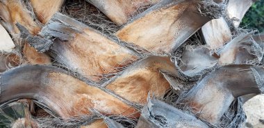 Fibröz palmiye ağacı gövde yüzey portre. Palmiye ağaç kabuğu doku turuncu ve bronz renk tonlarında. Palmiye ağaç kabuğu, palm gövde doku ve arka plan detaylarını