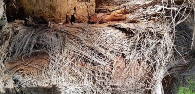 Fibröz palmiye ağacı gövde yüzey portre. Palmiye ağaç kabuğu doku turuncu ve bronz renk tonlarında. Palmiye ağaç kabuğu, palm gövde doku ve arka plan detaylarını