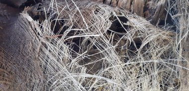 Fibröz palmiye ağacı gövde yüzey portre. Palmiye ağaç kabuğu doku turuncu ve bronz renk tonlarında. Palmiye ağaç kabuğu, palm gövde doku ve arka plan detaylarını