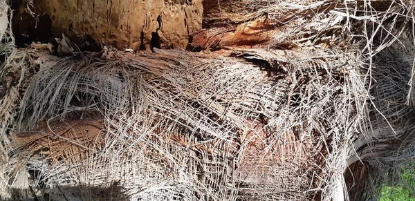 Fibröz palmiye ağacı gövde yüzey portre. Palmiye ağaç kabuğu doku turuncu ve bronz renk tonlarında. Palmiye ağaç kabuğu, palm gövde doku ve arka plan detaylarını