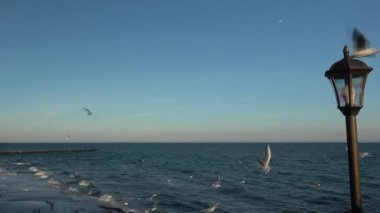 Deniz ekmek parçalarını uçuş alıcı sahil martı üzerinde mavi güneşli gökyüzünde uçan martı