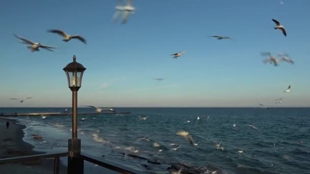 Mouettes volant dans le ciel bleu ensoleillé au-dessus de la côte Mouettes attrapant des morceaux de pain en vol 