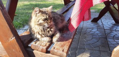 Kahverengi ve siyah tüylü tekir kedi sokakta. Kedi closeup. Büyük şehir ormanda küçük ama cesur avcı kavramı.