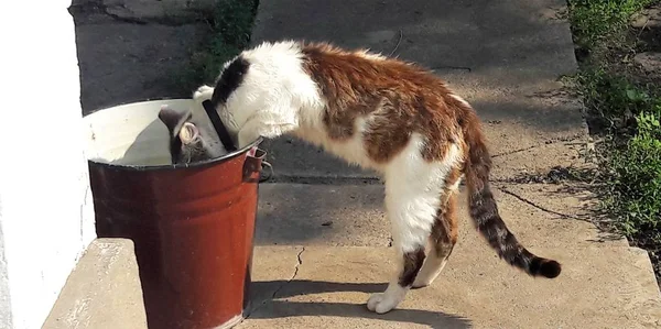 Gato de lujo se asoma en un cubo en el jardín. Una hermosa mascota de rayas gris-blancas de pie sobre sus patas traseras.Concepto de curiosidad de los gatos . — Foto de Stock