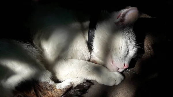 Primer plano del gato. Un lindo gato doméstico duerme por la mañana — Foto de Stock