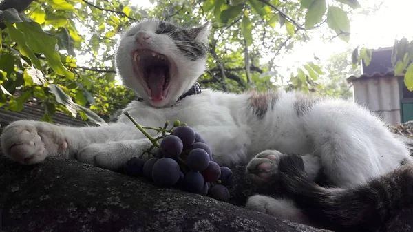 Kucing berbulu pada latar belakang pohon pada hari yang cerah. Cat closeup. Konsep predator kecil tapi berani di hutan kota besar . — Stok Foto