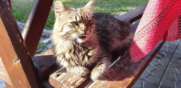 Kahverengi ve siyah tüylü tekir kedi sokakta. Kedi closeup. Büyük şehir ormanda küçük ama cesur avcı kavramı.