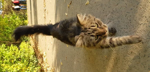 Brown y negro mullido gato tabby en la calle .Cat primer plano. Concepto de depredador pequeño pero valiente en la jungla de la gran ciudad . — Foto de Stock