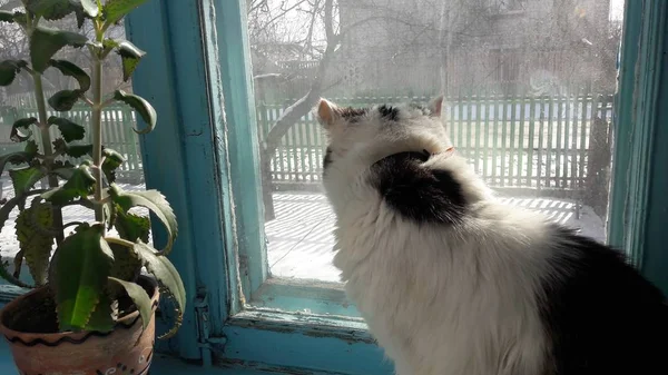 El gato está sentado junto a la ventana .Cat primer plano . —  Fotos de Stock