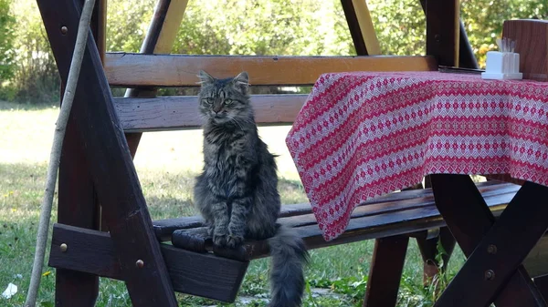 Brown y negro mullido gato tabby en la calle .Cat primer plano. Concepto de depredador pequeño pero valiente en la jungla de la gran ciudad . — Foto de Stock