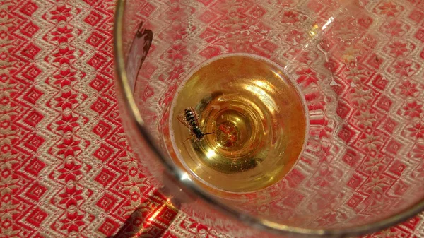 İçine düştüler bira eritmek eşekarısı. -Yaz aylarında wasp yutma tehlikesi