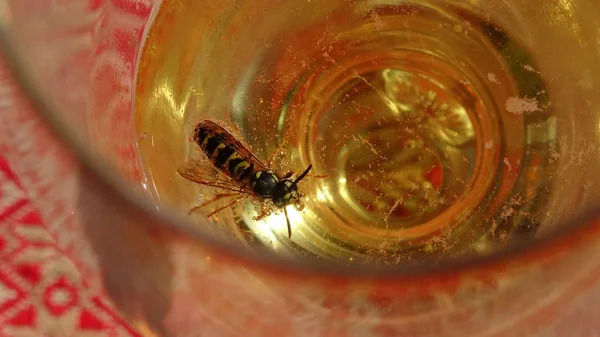 Wasps that melt in the beer into which they fell. - danger of swallowing the wasp in the summertime — Stock Photo, Image