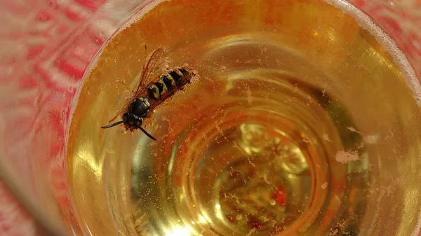 Wasps that melt in the beer into which they fell. - danger of swallowing the wasp in the summertime — Stock Photo, Image