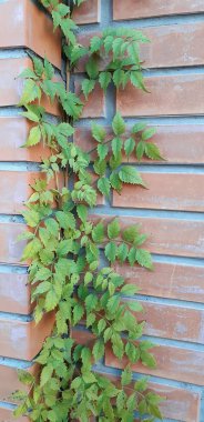 Taze yeşil bush bir tuğla duvara büyüyor. Doğal arka plan, yaprakları ve dokular beton tuğla ve taş duvar.