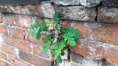 Taze yeşil bush üzerinde eski bir tuğla duvar büyüyor. Doğal arka plan, yaprakları ve dokular beton tuğla ve taş duvar.