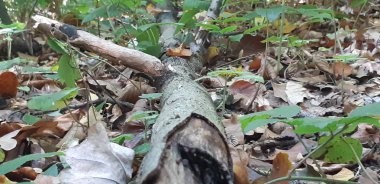 Ölü eski ağaç vahşi ormanda, kırık bir gövde yatıyor. Yağmur ormanı düşen yapraklar üzerinde kırık bagajda. Eski yıpranmış harap ahşap doku.