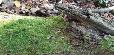 Ölü eski ağaç vahşi ormanda, kırık bir gövde yatıyor. Düşen yapraklar üzerinde yağmur ormanlarında kırık gövde